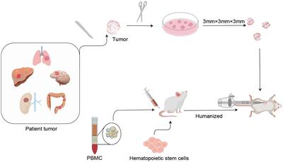 Patient-derived xenografts or organoids in the discovery of traditional and self-assembled drug for tumor immunotherapy
